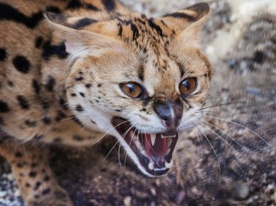 Serval kedisi