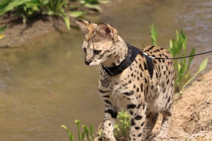 Tasmalı bir yolda Savannah kedi