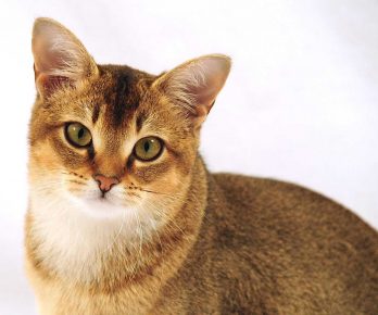 Kitty cins kedi