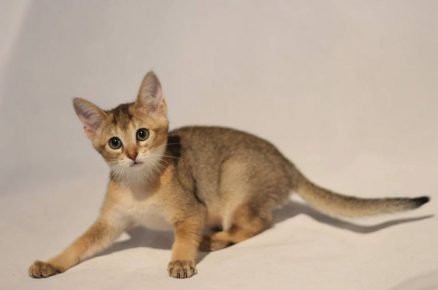 Chausie kedi yavrusu