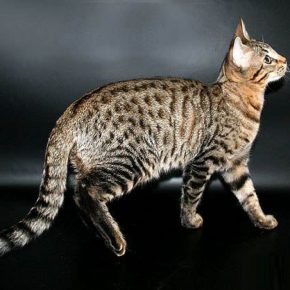 Serengeti cins kedi