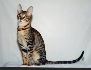 Serval benzeri kedi