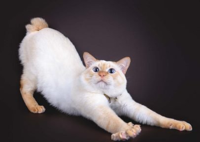Mekong bobtail uzanıyor
