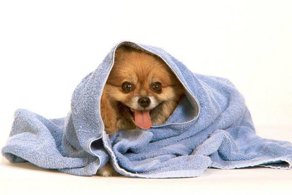 Köpekler için şampuan