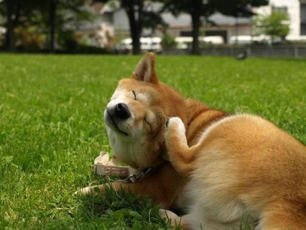 Köpekler için pire şampuanı makaleyi okuyun