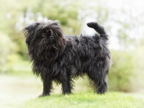 Küçük cins köpek yavruları - konaklayan köpekler küçük