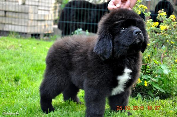 Newfoundland yavruları - 1 -6 arası fotoğraf ve büyüme ay