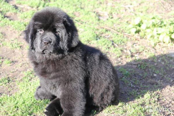 Newfoundland yavruları - 1 -6 arası fotoğraf ve büyüme ay