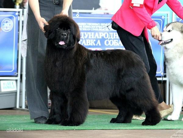 Newfoundland yavruları - 1 -6 arası fotoğraf ve büyüme ay