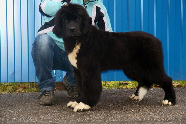 Newfoundland yavruları - 1 -6 arası fotoğraf ve büyüme ay