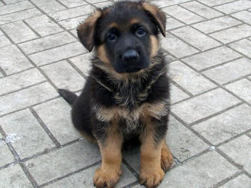 2 aylık Alman Çoban köpek