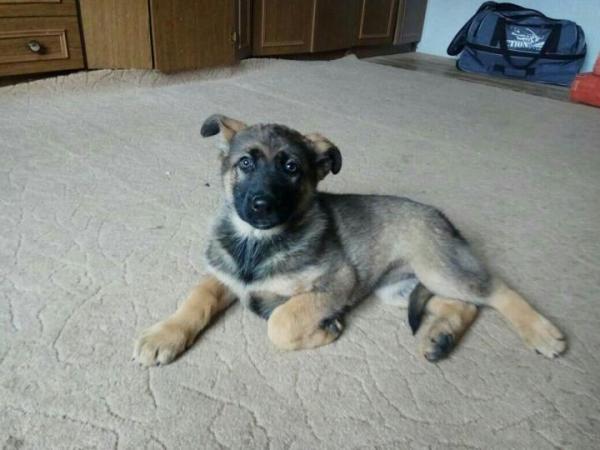 2 aylık Alman Çoban köpek