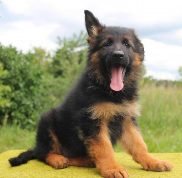 2 aylık Alman Çoban köpek