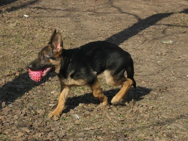 2 aylık Alman Çoban köpek