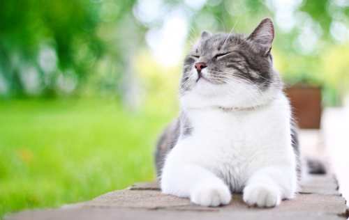Saç ve cilt sağlıklı bir kedi