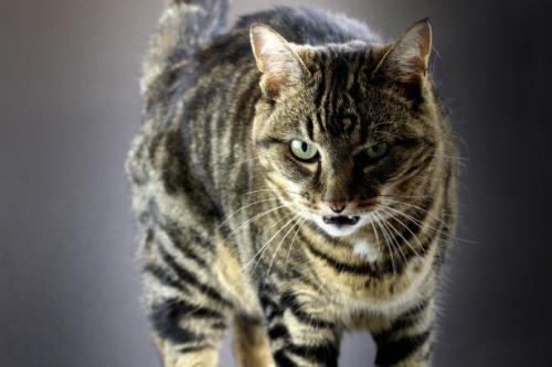 Kedilerde tıslama ve saldırganlık - bir kedi neden büyür ve tıslama?