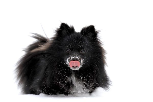 Schipperke