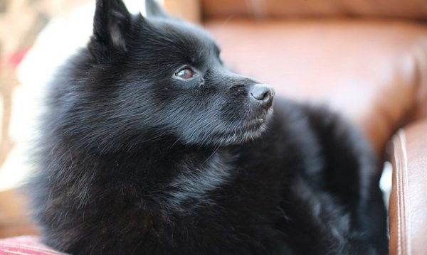 Schipperke