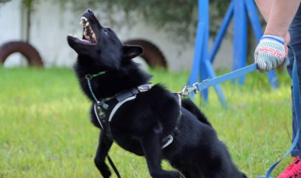 Schipperke