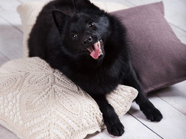 Sevimli Schipperke