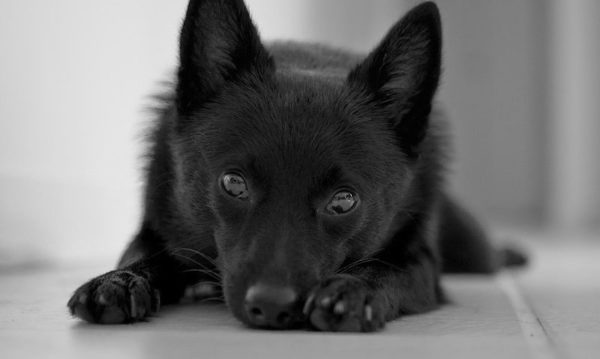 Schipperke yalan