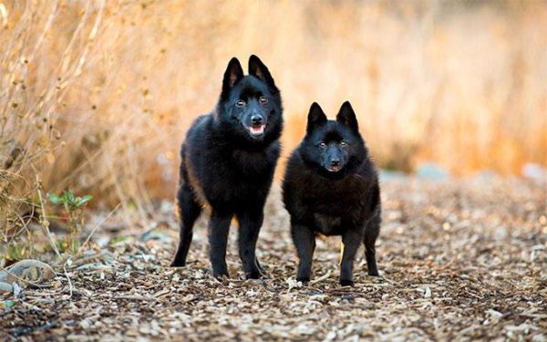 Schipperke yürüyüşü