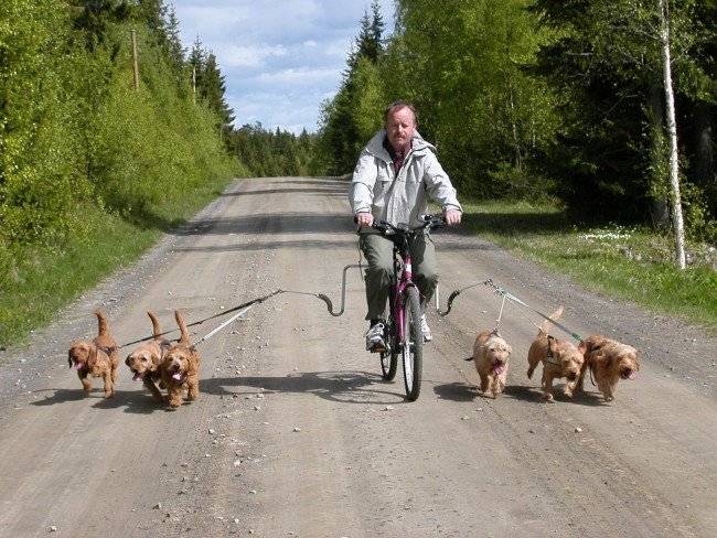 Yürüyüş için köpekler için göğüs bandı
