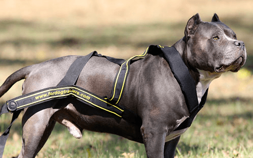 Köpekler için spor koşum takımı
