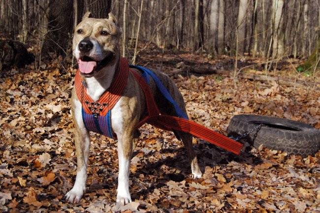 Çekme köpekleri için koşum