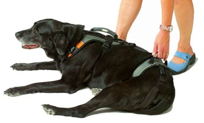 Köpekler fotoğraf için göğüs bandı