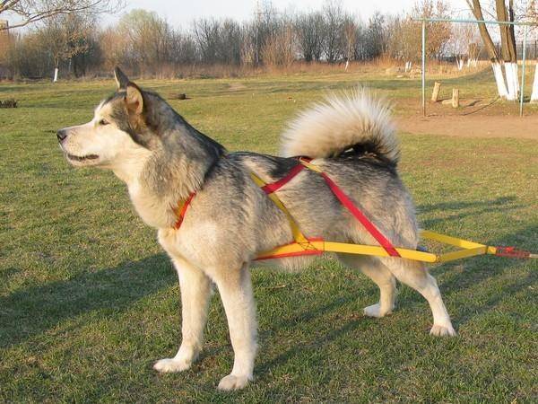 Bir köpeğin göğüs bandı