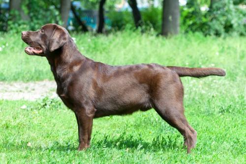 Çikolata Labrador - fotoğraf ve açıklama doğurmak
