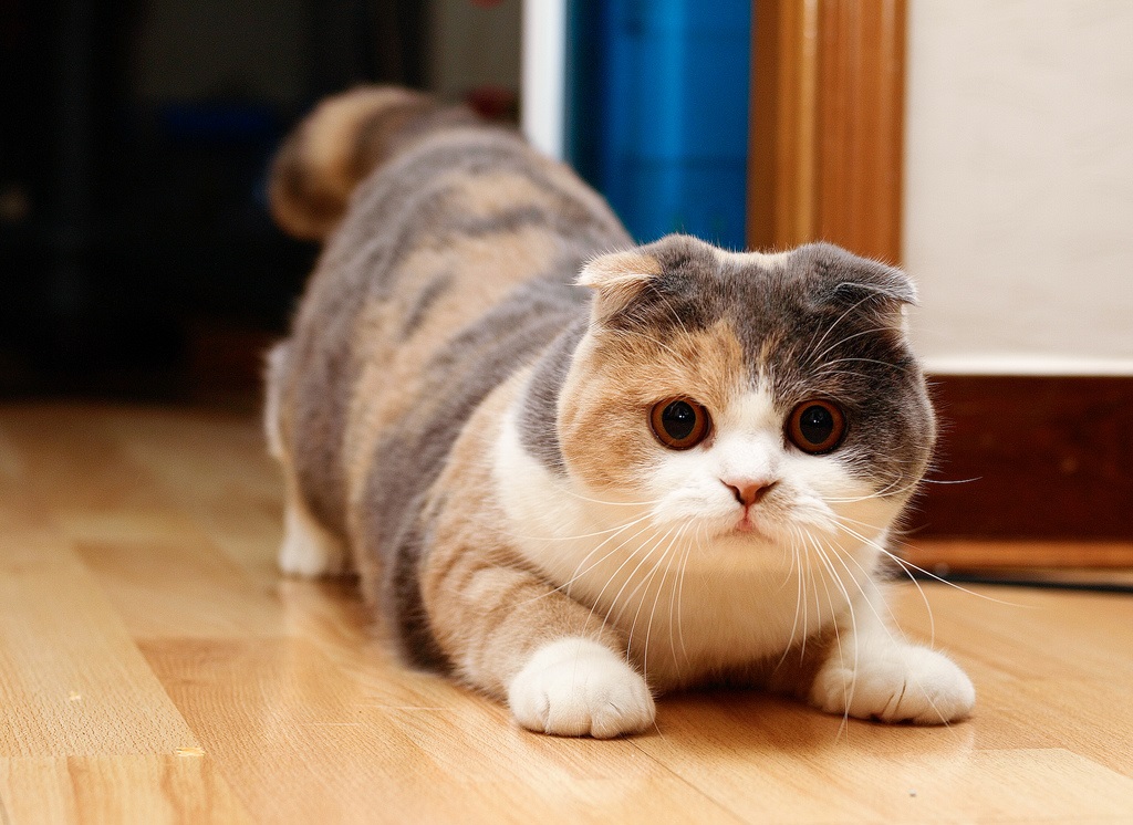 İskoç fold kedi