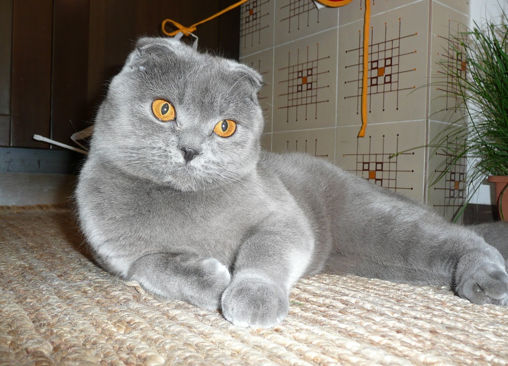 İskoç fold kedi - fotoğraf ve açıklama