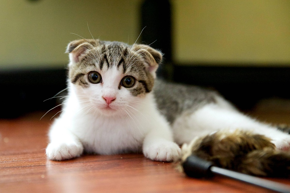 İskoç fold kedi - karakter ve cins bakımı