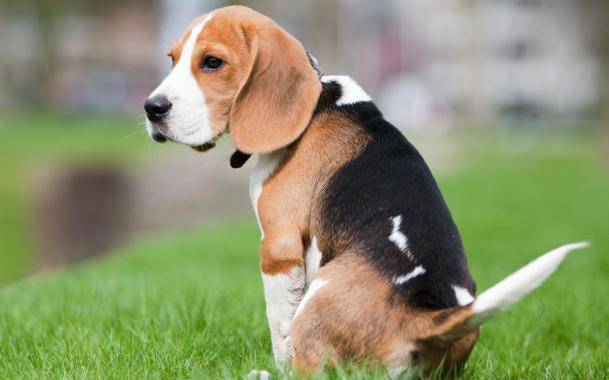 Köpek Kabızlığının Nedenleri