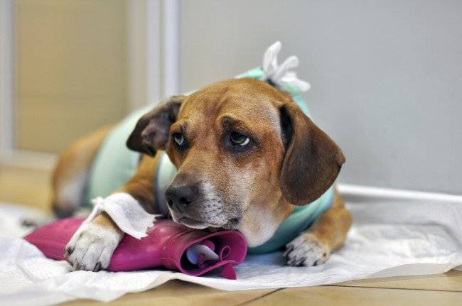 Köpek kabızlığına karşı ilaçtır