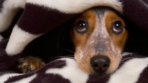 Köpek diğer köpeklerden korkuyor