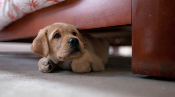Köpek diğer köpekler makaleyi okumak korkuyor