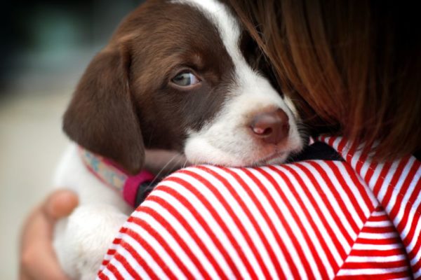 Köpek ne yapacağından korkuyor
