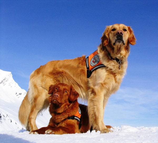 Kurtarma Köpekleri