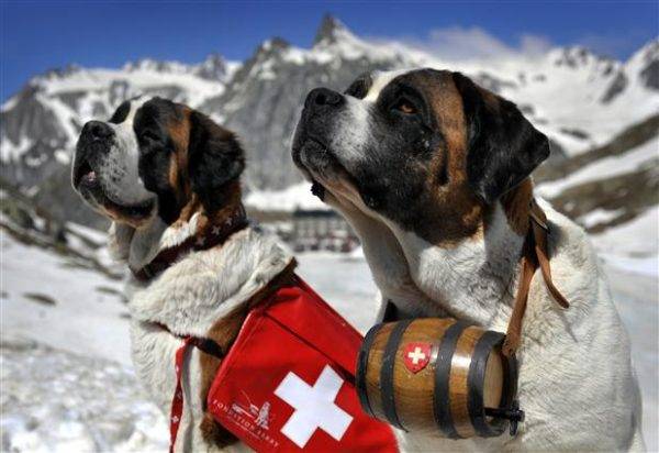 Kurtarma Köpek Becerileri