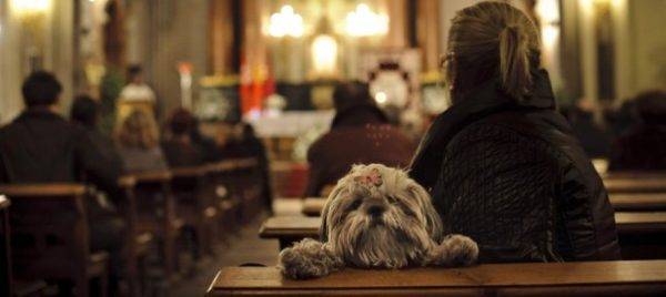 Dindeki Köpekler