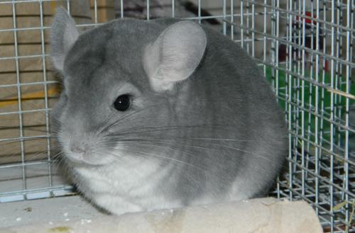 Chinchilla içeriği: genel bilgi ve ilginç gerçekler