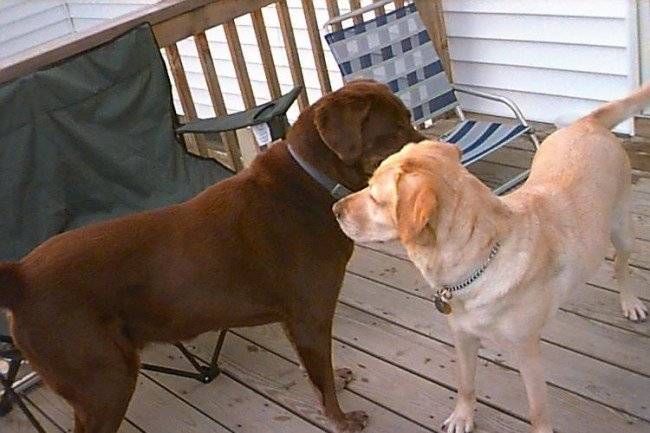 Çiftleşme köpekleri