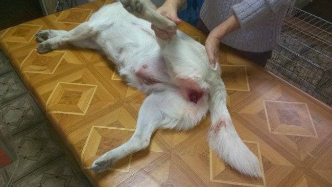 Köpeği çiftleşmeye hazırlamak