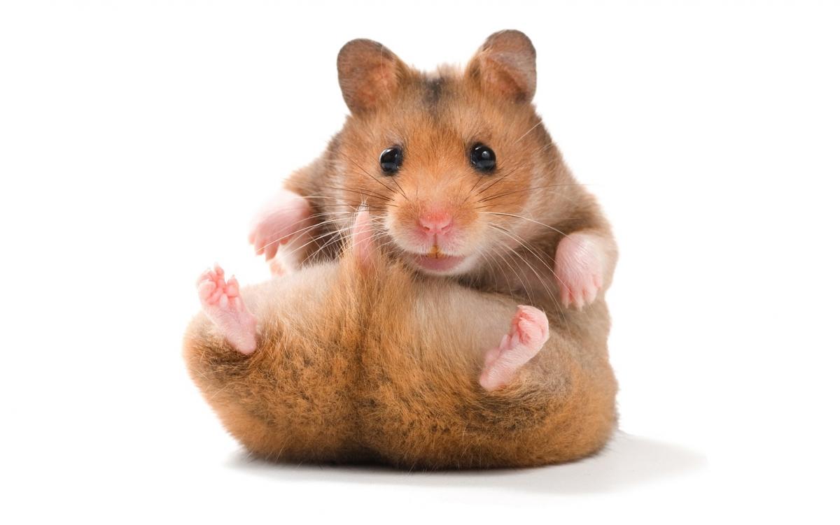Hamster ortalama ağırlık