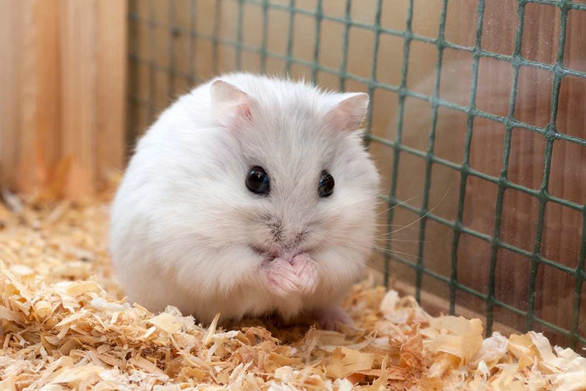 Hamster ortalama ağırlık