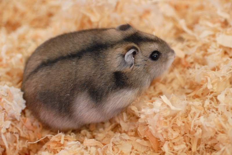 Hamster ortalama ağırlık