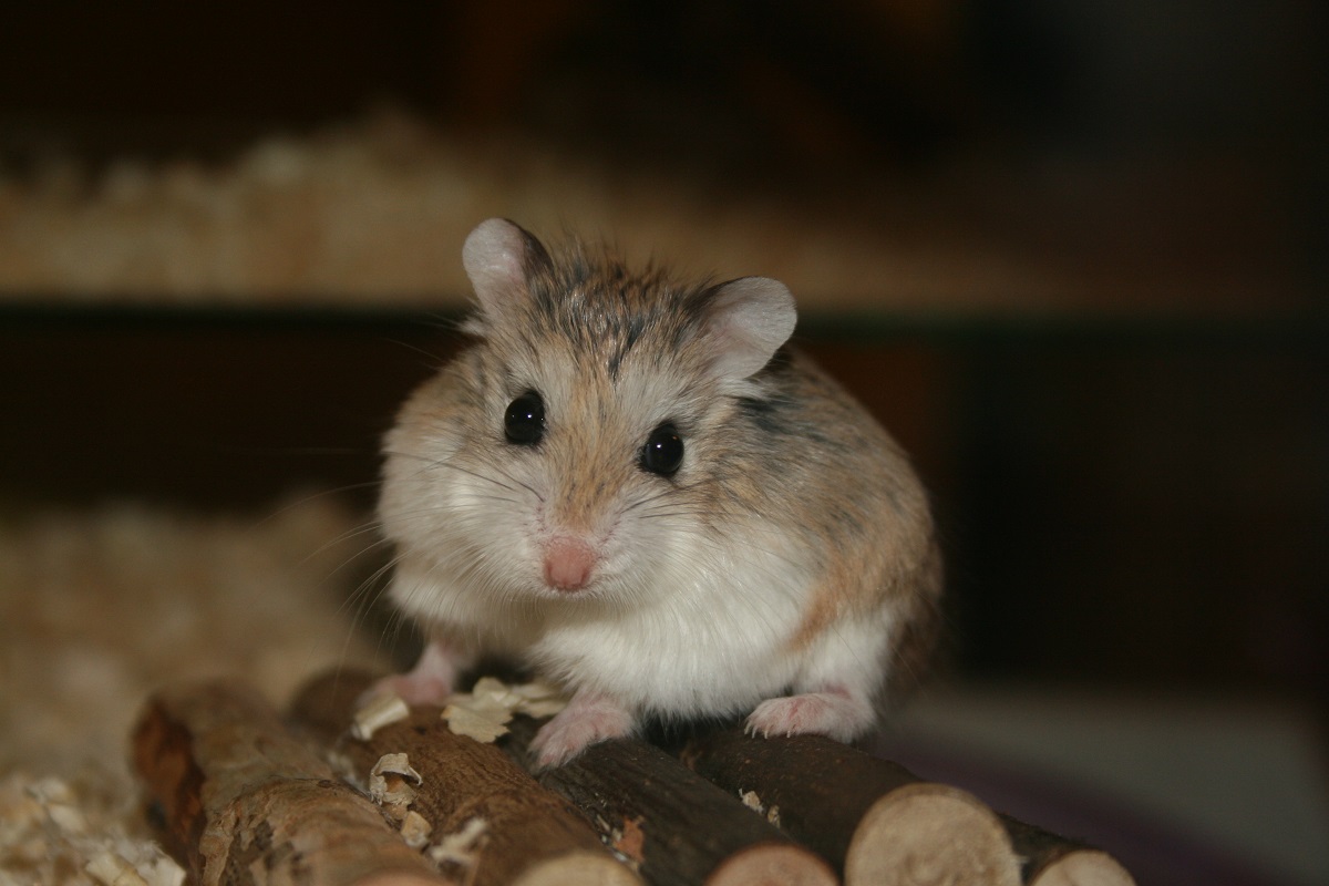 Hamster ortalama ağırlık